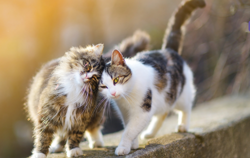 Wochitos Cats